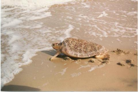 Sea turtle melbourne beach